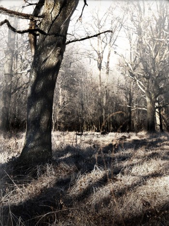 Le bois, un jeu d’arbres